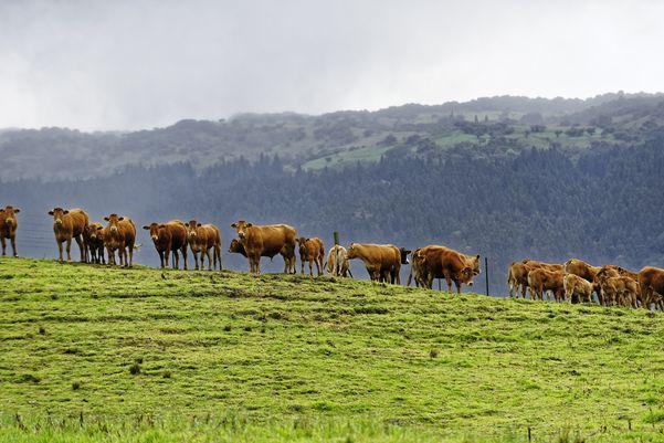 Elevage de bovins à La Réunion © R.Carayol, Cirad